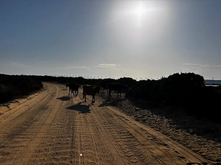 Lo sterrato di accesso, tra la macchia mediterranea e le mucche al pascolo.